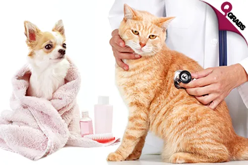From QR85 Get a Vaccination & Consultation OR from QR199 Get a Grooming Session for Your Cat OR Dog! (Up to QR655 Value)